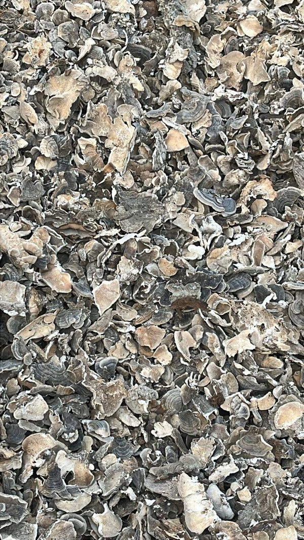 Dry Turkey Tail